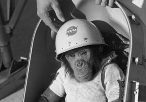 chimpanzee wearing a nasa helmet